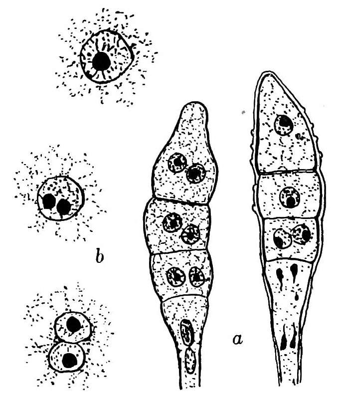 Image of Phragmidium violaceum (Schultz) G. Winter 1880