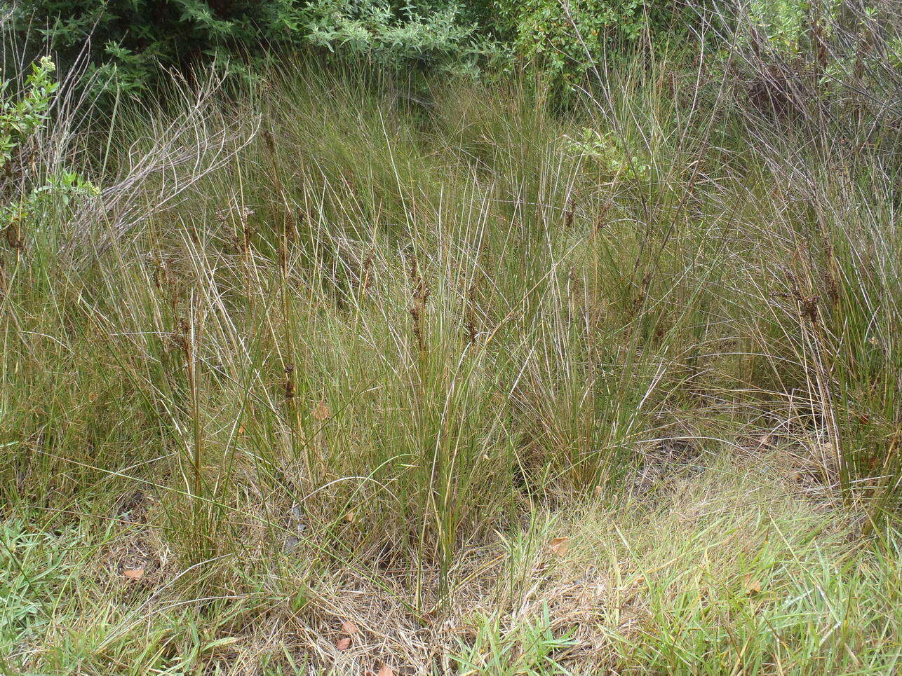 Image of Jamaica swamp sawgrass