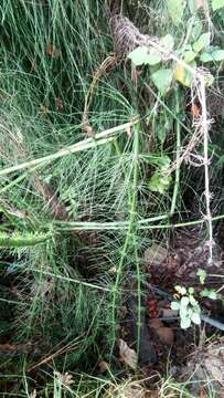 Image of Southern Giant Horsetail