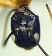 صورة Camponotus sanctus Forel 1904