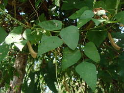 Image of sieva bean