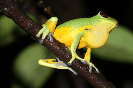 Image of Raorchestes silentvalley Zachariah, Cyriac, Chandramohan, Ansil, Mathew, Raju & Abraham 2016