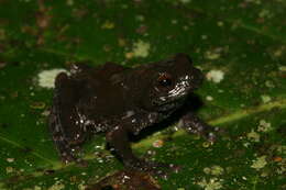 Image of Raorchestes bombayensis (Annandale 1919)