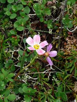 Image of Grass-Leaf Springbeauty