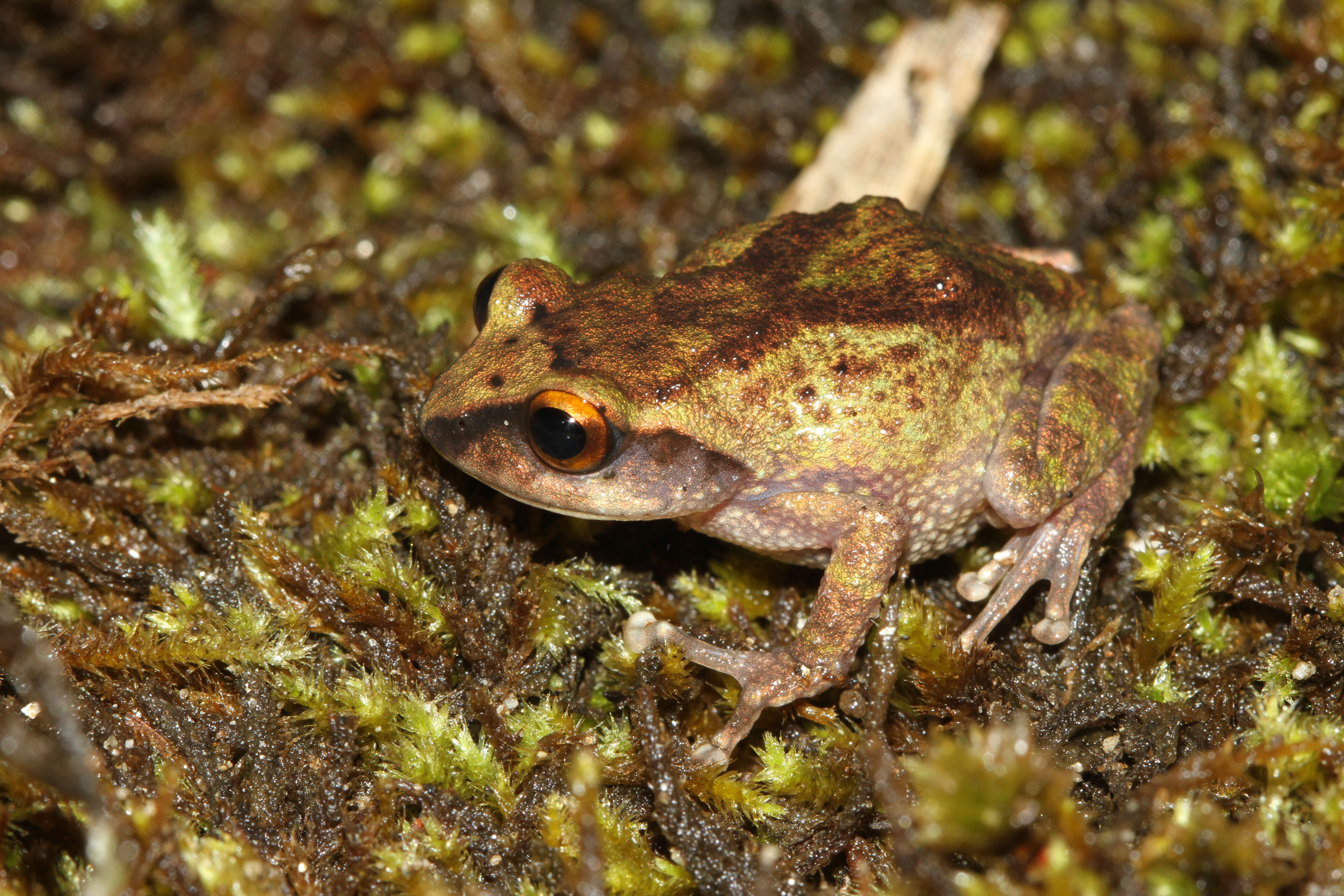 Image of Koadaikanal Bush Frog