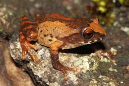 Image of Koadaikanal Bush Frog