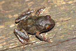 Image of Koadaikanal Bush Frog