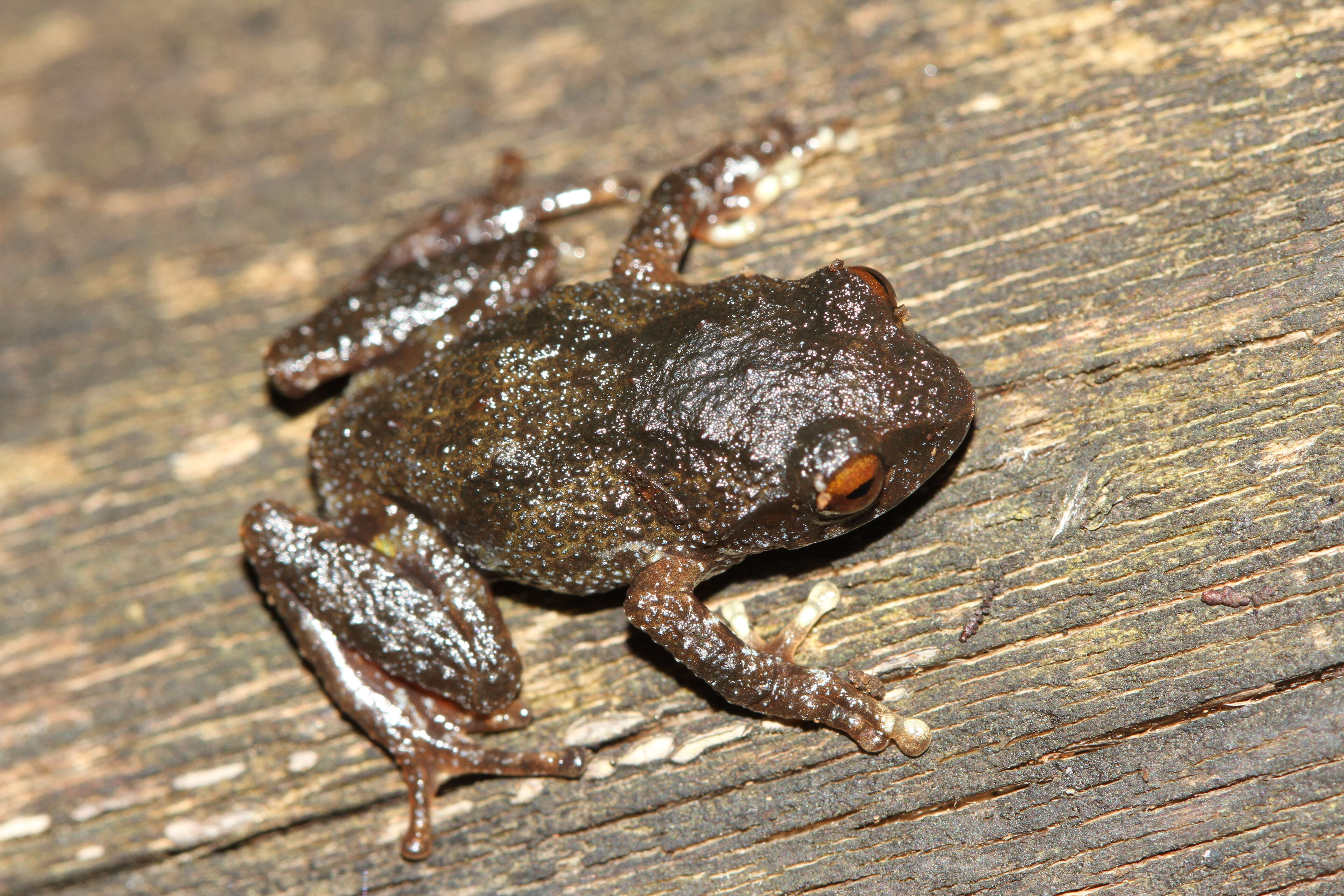 Image of Koadaikanal Bush Frog