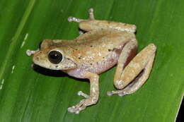 Image of Raorchestes kakachi Seshadri, Gururaja & Aravind 2012