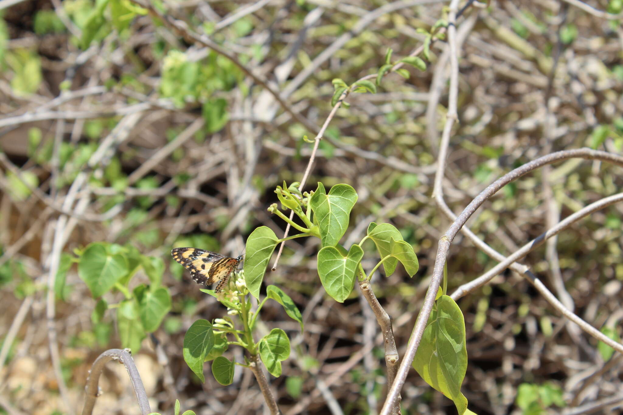 Image of Acraea turna Mabille 1877