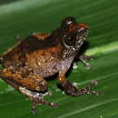 Imagem de Raorchestes kakachi Seshadri, Gururaja & Aravind 2012