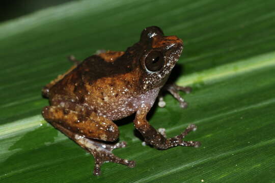 Image of Raorchestes kakachi Seshadri, Gururaja & Aravind 2012