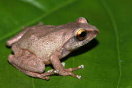 Image of Koadaikanal Bush Frog