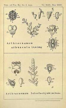 Image de Tecticornia indica (Willd.) K. A. Sheph. & Paul G. Wilson