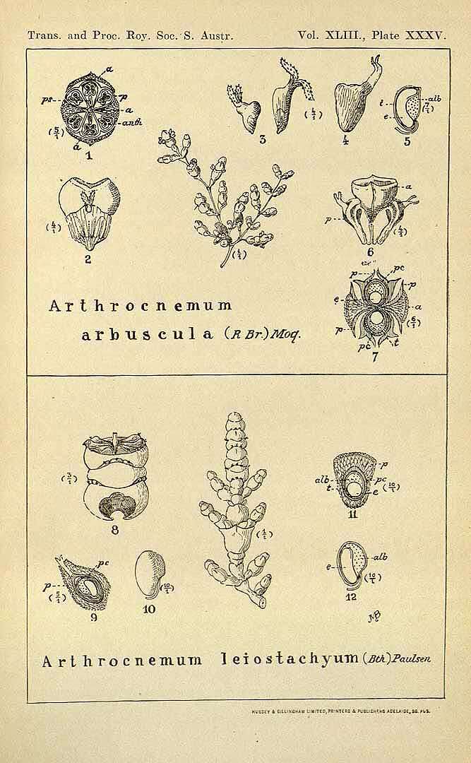 صورة Tecticornia indica (Willd.) K. A. Sheph. & Paul G. Wilson