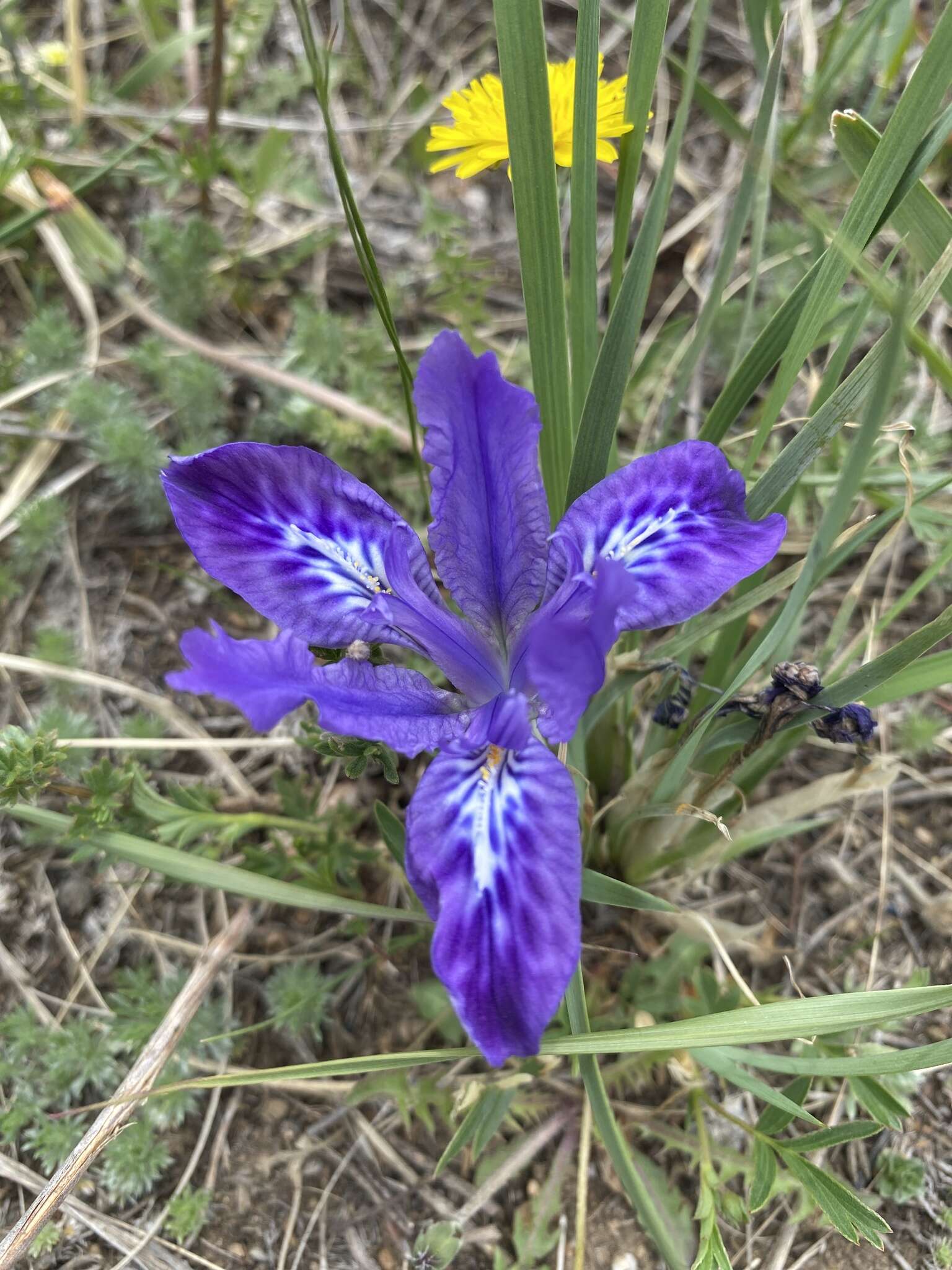 Sivun Iris ivanovae Doronkin kuva