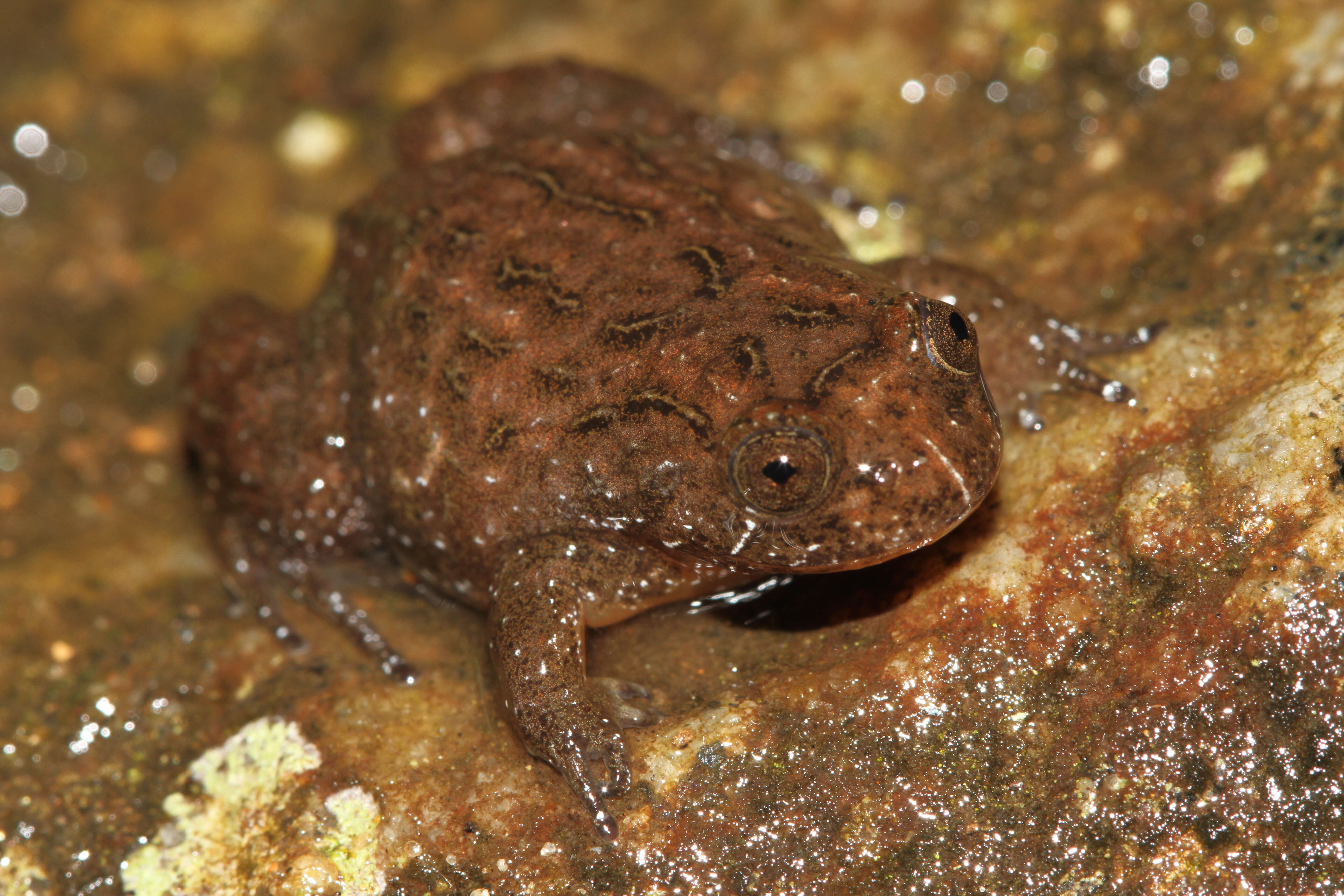 Image of Anamallai Night Frog