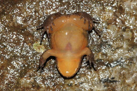 Image of Anamallai Night Frog