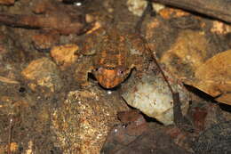 Image of Boulenger’s narrow-eyed frog