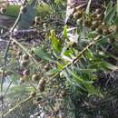 Plancia ëd Dracaena reflexa var. salicifolia (Regel) Baker