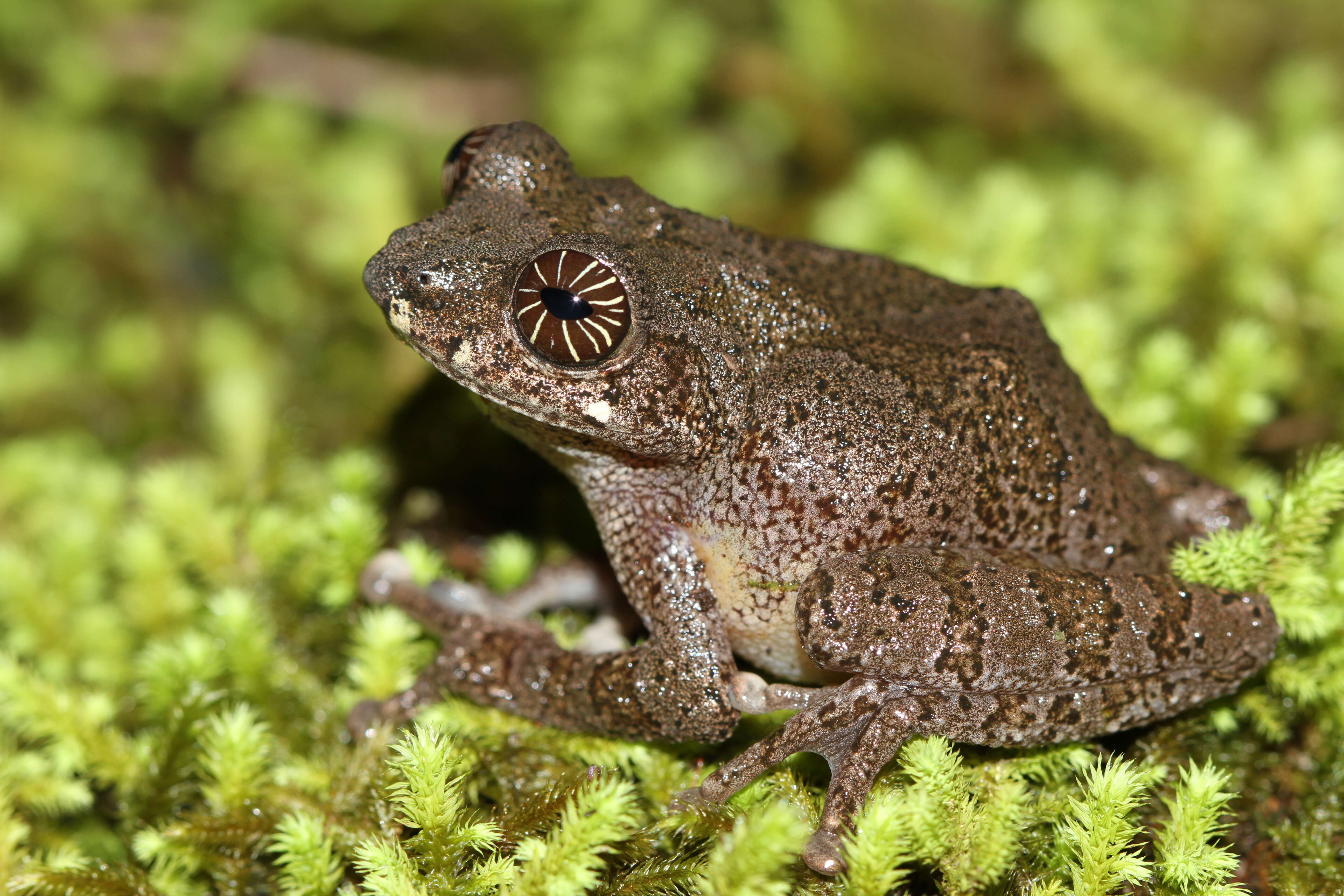 Image of Raorchestes signatus (Boulenger 1882)