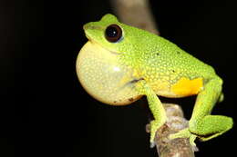 Image of Raorchestes silentvalley Zachariah, Cyriac, Chandramohan, Ansil, Mathew, Raju & Abraham 2016