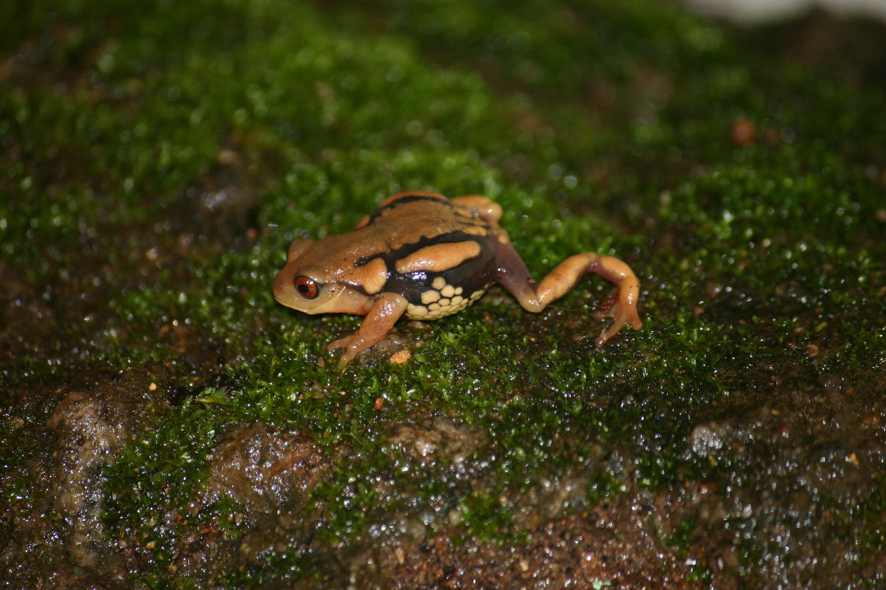 Image of Resplendent Shrubfrog