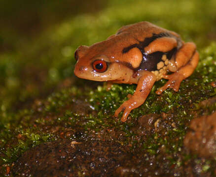 Imagem de Raorchestes resplendens Biju, Shouche, Dubois, Dutta & Bossuyt 2010