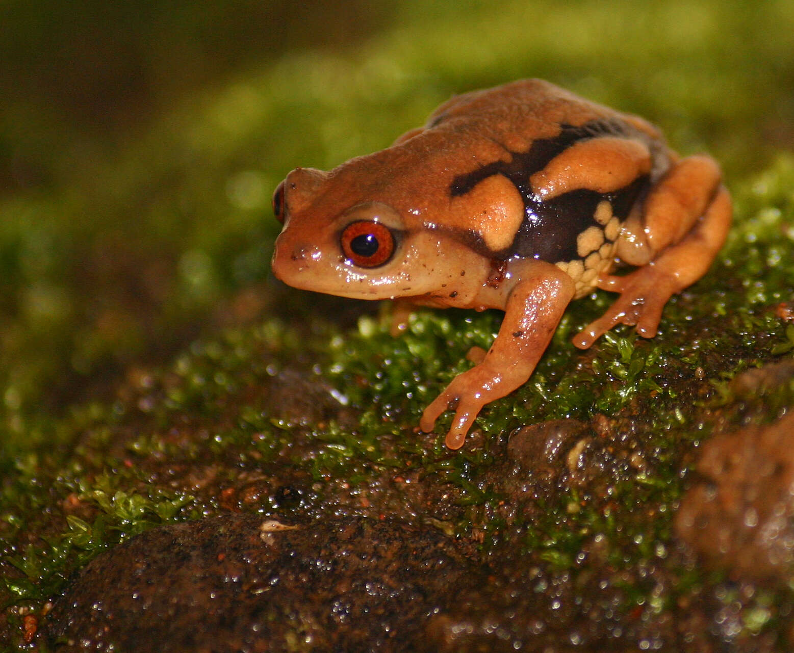 Image of Resplendent Shrubfrog