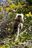 Plancia ëd Eulemur albifrons (É. Geoffroy Saint-Hilaire 1796)