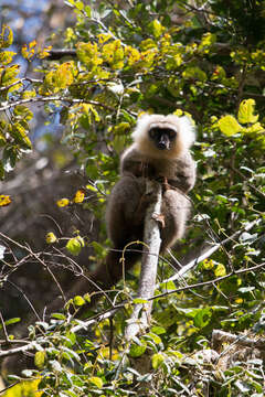 Image of White-fronted Brown Lemur