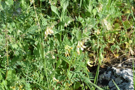 Image of Hungarian vetch