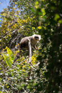 Image of White-fronted Brown Lemur