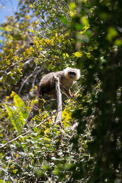 Image of White-fronted Brown Lemur