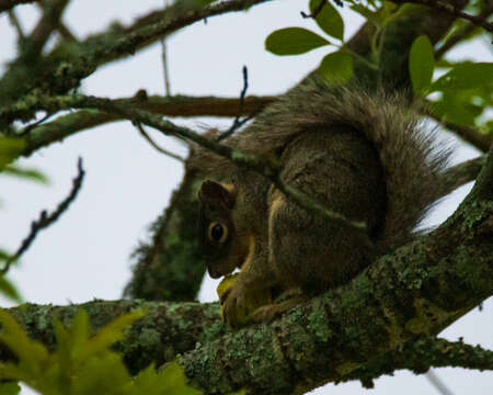 Sivun Sciurus oculatus shawi Dalquest 1950 kuva