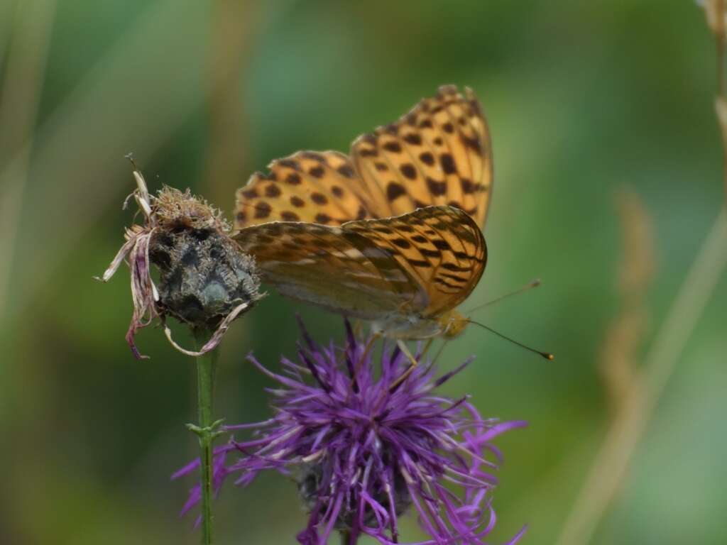 Imagem de Argynnis paphia Linnaeus 1758