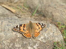 Image of Vanessa cardui