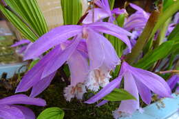 Pleione formosana Hayata resmi