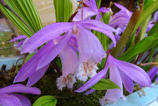 Pleione formosana Hayata resmi