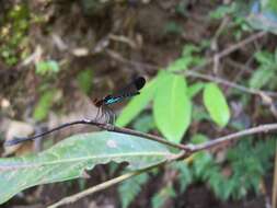 Image of Myristica Sapphire