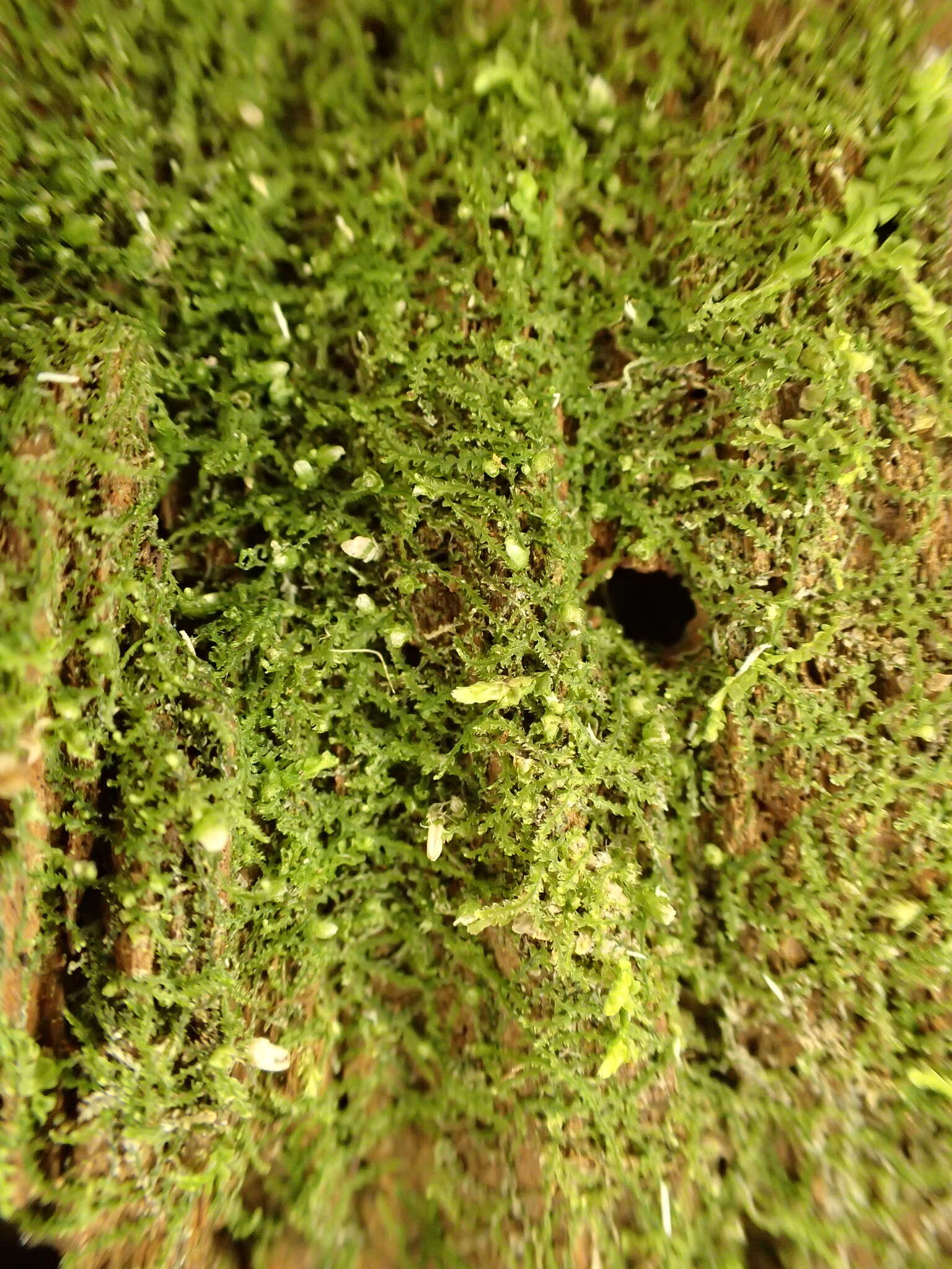 Image of Fuscocephaloziopsis lunulifolia (Dumort.) Vána & L. Söderstr.