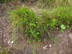 Image of Centella callioda (Cham. & Schltdl.) Drude