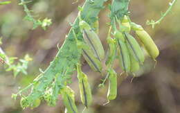 صورة Crotalaria pallida Aiton