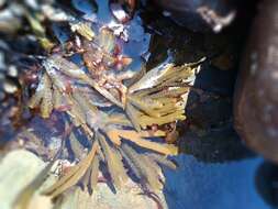 Image of toothed wrack