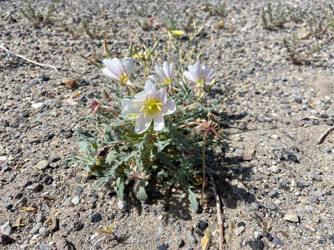 Image de Oenothera avita subsp. avita