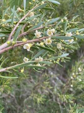 Image de Eremophila deserti (Cunn. ex Benth.) R. J. Chinnock