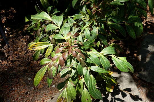 Image of Berberis gracilipes Oliver