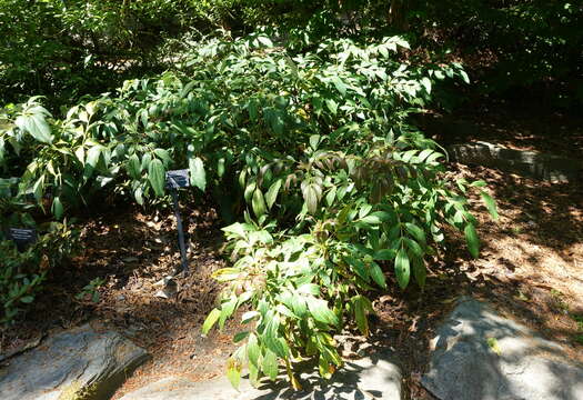 Image of Berberis gracilipes Oliver