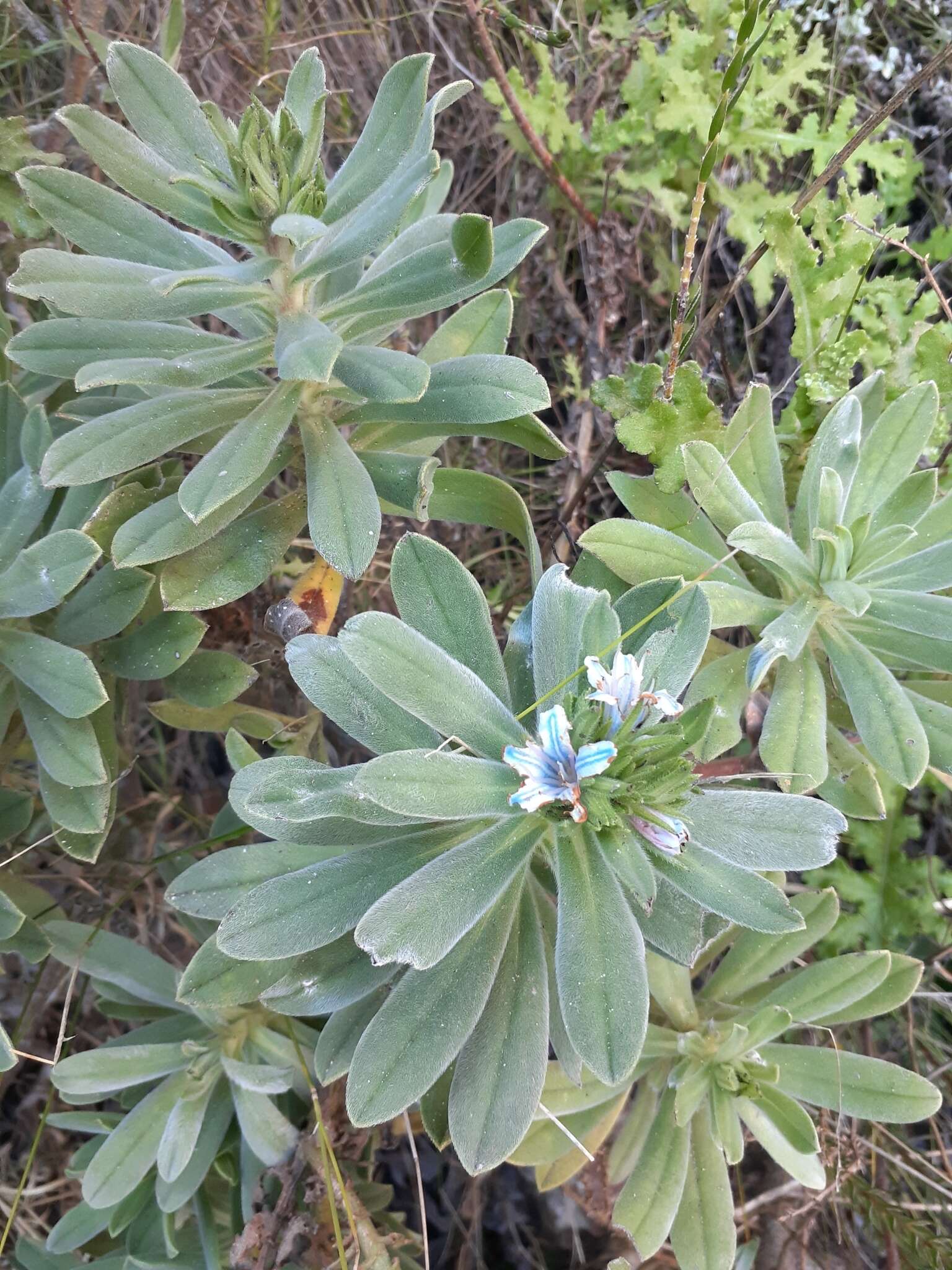 Image of Lobostemon montanus (DC.) Buek