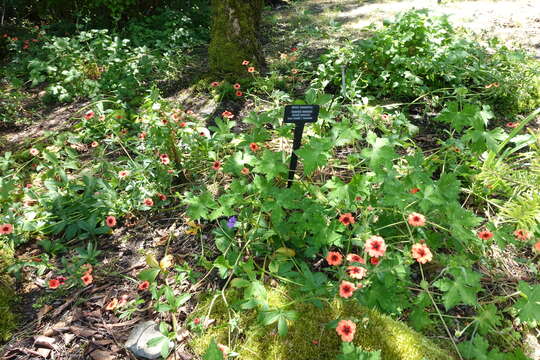 Image of Potentilla nepalensis Hook.